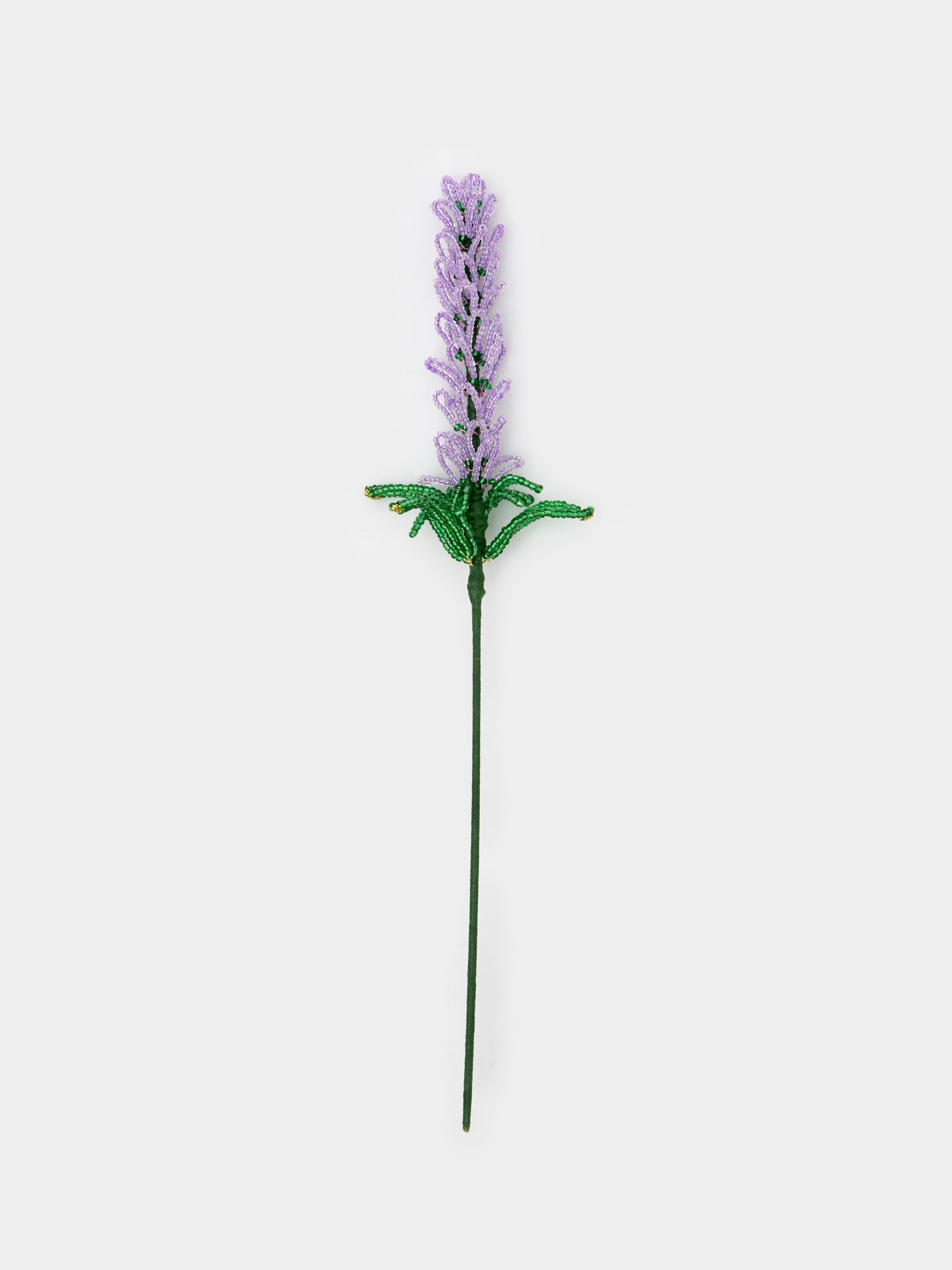 گل منجوقی لوندر